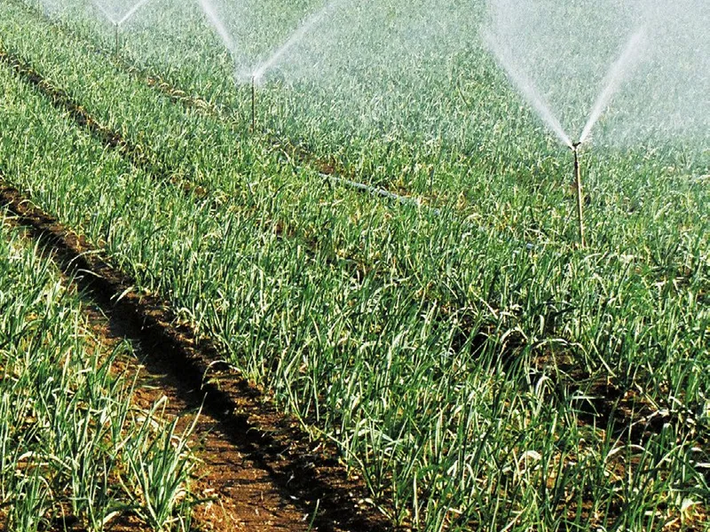 Aspersores regando un campo de cultivo